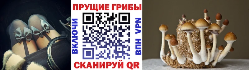 Псилоцибиновые грибы Psilocybe  Светлый 